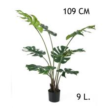 FILODENDRON, 9 LISTOV, V KVETINÁČI