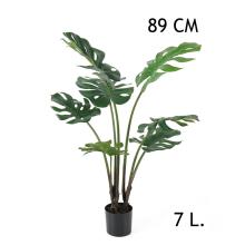 FILODENDRON, 7 LISTOV, V KVETINÁČI