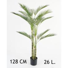 ZLATÁ PALMA, TUFTED, 4 STONKY, 26 LISTOV, ZELENÁ