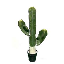 KAKTUS SAGUARO, S DLAŽDICAMI, ZELENÝ