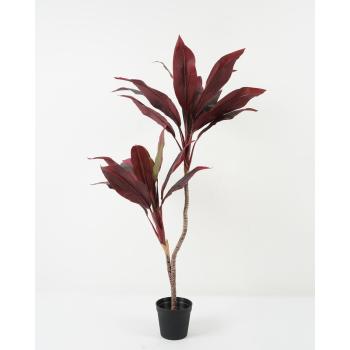 PALMA CYCAS, DLAŽDICOVÁ, ČERVENÁ